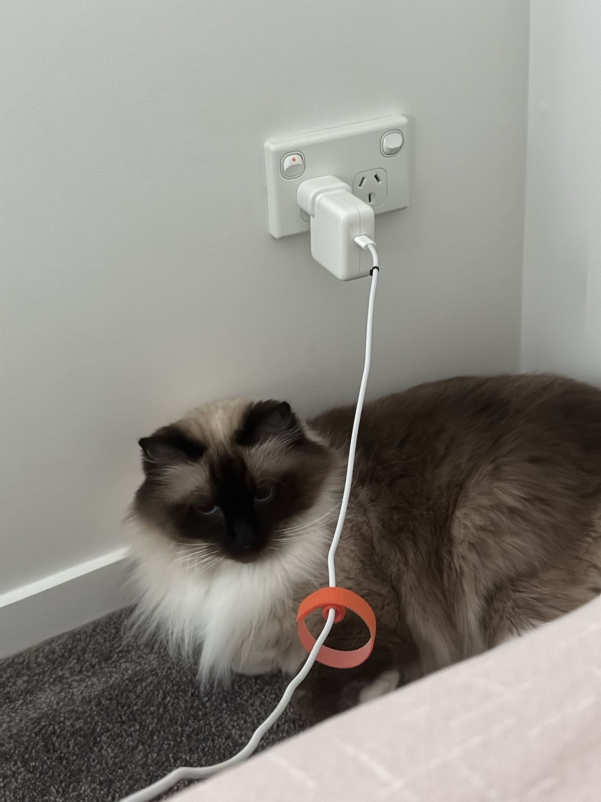 奥克兰住所里一只长毛猫趴在电源插座旁